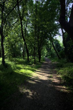 Çimenli olanla İtalyan kırsalındaki bir parktaki orijinal toprak arasındaki gölgeden ayrılın.