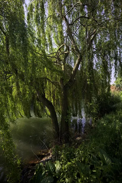 Güneş tarafından aydınlatılan akarsu üzerindeki ağlayan bir söğüt ağacı.