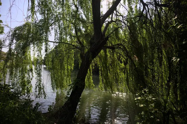 Güneş tarafından aydınlatılan akarsu üzerindeki ağlayan bir söğüt ağacı.