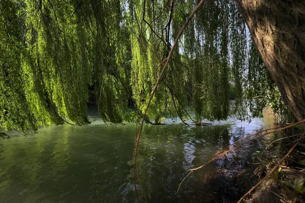 Güneş tarafından aydınlatılan akarsu üzerindeki ağlayan bir söğüt ağacı.