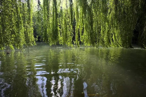 Güneş tarafından aydınlatılan akarsu üzerindeki ağlayan bir söğüt ağacı.