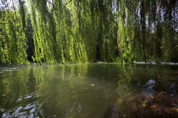 Güneş tarafından aydınlatılan akarsu üzerindeki ağlayan bir söğüt ağacı.