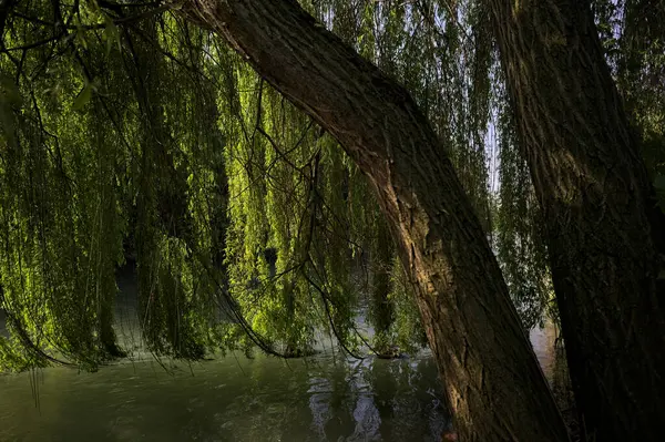 Güneş tarafından aydınlatılan akarsu üzerindeki ağlayan bir söğüt ağacı.