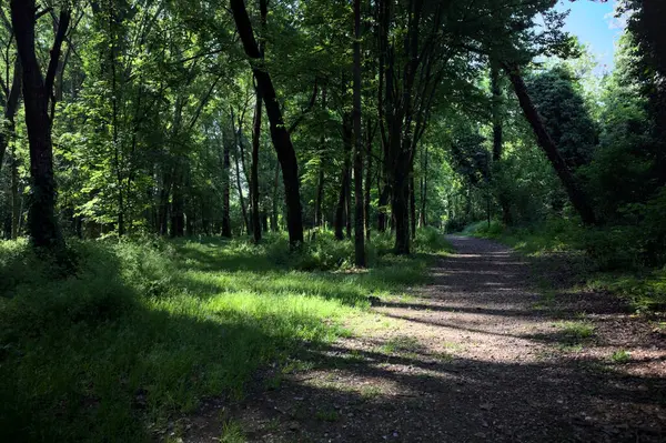 Çimenli olanla İtalyan kırsalındaki bir parktaki orijinal toprak arasındaki gölgeden ayrılın.