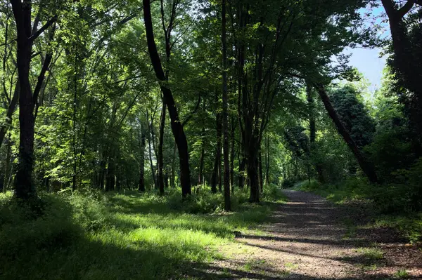 Çimenli olanla İtalyan kırsalındaki bir parktaki orijinal toprak arasındaki gölgeden ayrılın.