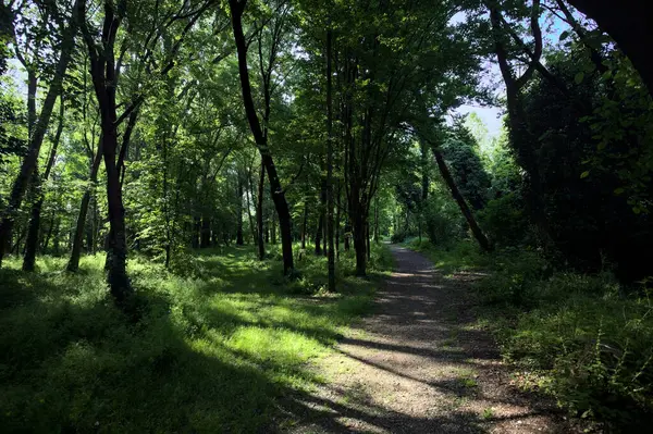 Çimenli olanla İtalyan kırsalındaki bir parktaki orijinal toprak arasındaki gölgeden ayrılın.