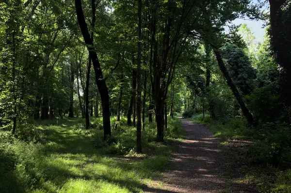 Çimenli olanla İtalyan kırsalındaki bir parktaki orijinal toprak arasındaki gölgeden ayrılın.