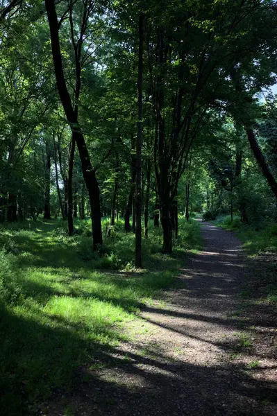 Çimenli olanla İtalyan kırsalındaki bir parktaki orijinal toprak arasındaki gölgeden ayrılın.