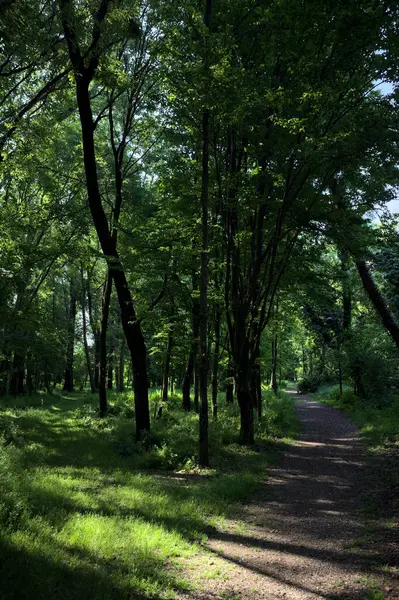 Çimenli olanla İtalyan kırsalındaki bir parktaki orijinal toprak arasındaki gölgeden ayrılın.