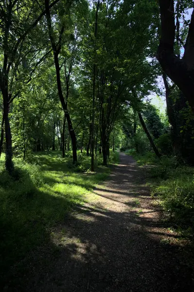 Çimenli olanla İtalyan kırsalındaki bir parktaki orijinal toprak arasındaki gölgeden ayrılın.