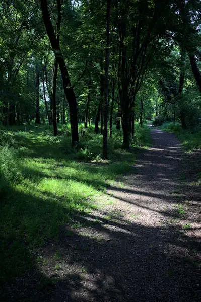 Çimenli olanla İtalyan kırsalındaki bir parktaki orijinal toprak arasındaki gölgeden ayrılın.