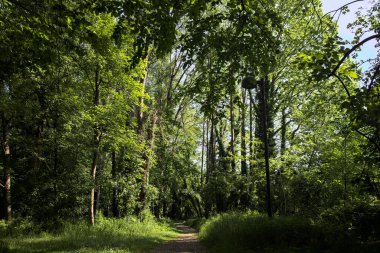 Çimenli olanla İtalyan kırsalındaki bir parktaki orijinal toprak arasındaki gölgeden ayrılın.