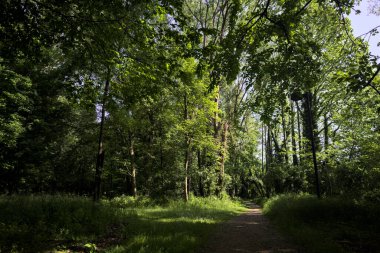 Çimenli olanla İtalyan kırsalındaki bir parktaki orijinal toprak arasındaki gölgeden ayrılın.