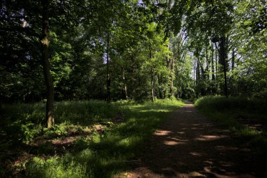 Çimenli olanla İtalyan kırsalındaki bir parktaki orijinal toprak arasındaki gölgeden ayrılın.
