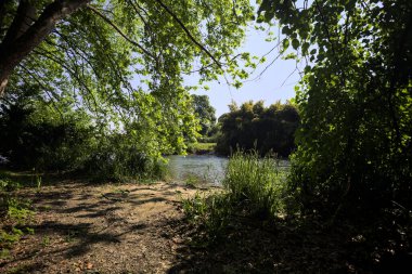 Güneşli bir günde tenha bir nehir kıyısında ağaçlarla çevrili karşı kıyıda.