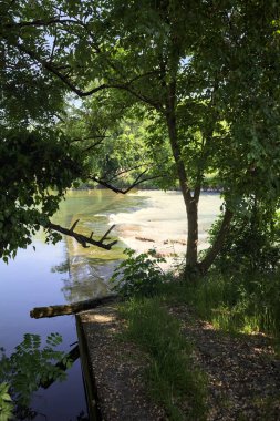 İtalya kırsalındaki bir parkta, üzerinde şelale olan bir nehirde kıvrıl. Gölgedeki ağaçlarla çerçevelenmiş.
