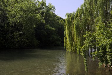 İtalya kırsalında güneşli bir günde, kıyılarında salkım söğüdü olan bir parkın içinden geçen nehir.