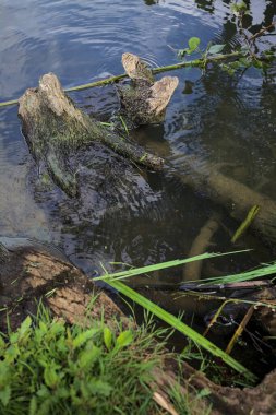 Bir nehrin kıyısında, gökler suya dökülmüş bir sandık.