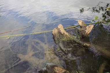 Bir nehrin kıyısında, gökler suya dökülmüş bir sandık.