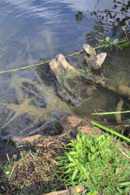 Bir nehrin kıyısında, gökler suya dökülmüş bir sandık.