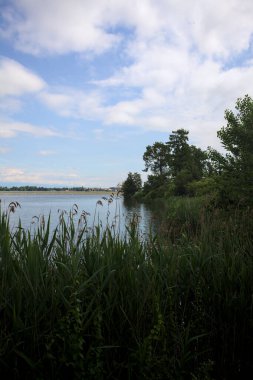 İtalya 'nın kırsal kesiminde bir ağaç tarafından çerçevelenmiş ve bulutlarla dolu güneşli bir günde kamışlarla çevrili bir nehir.