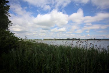 İtalya 'nın kırsal kesiminde bir ağaç tarafından çerçevelenmiş ve bulutlarla dolu güneşli bir günde kamışlarla çevrili bir nehir.