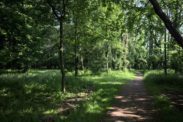 Güneşli bir günde, İtalya kırsalındaki bir tarlanın yanından geçen nehir kıyıdaki bir parkın ağaçlarıyla çevrili.