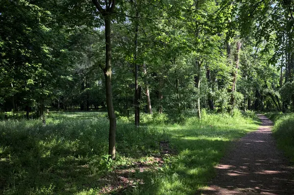 Çimenli olanla İtalyan kırsalındaki bir parktaki orijinal toprak arasındaki gölgeden ayrılın.
