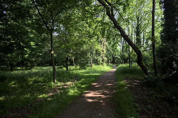 Çimenli olanla İtalyan kırsalındaki bir parktaki orijinal toprak arasındaki gölgeden ayrılın.