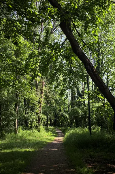 Çimenli olanla İtalyan kırsalındaki bir parktaki orijinal toprak arasındaki gölgeden ayrılın.