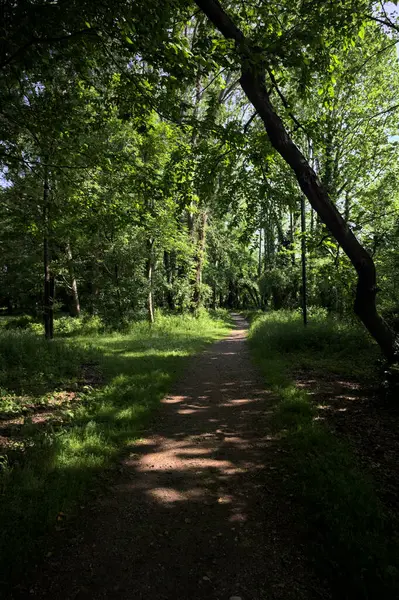 Çimenli olanla İtalyan kırsalındaki bir parktaki orijinal toprak arasındaki gölgeden ayrılın.