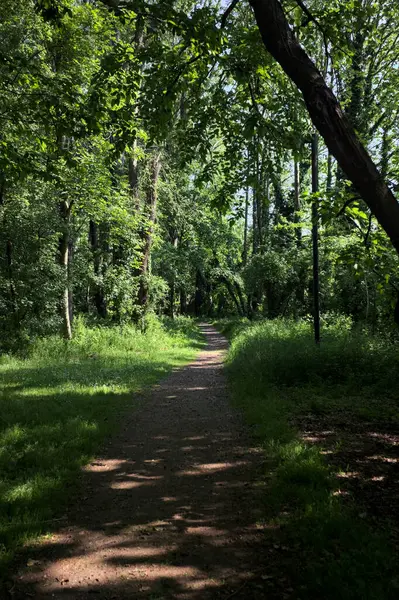 Çimenli olanla İtalyan kırsalındaki bir parktaki orijinal toprak arasındaki gölgeden ayrılın.