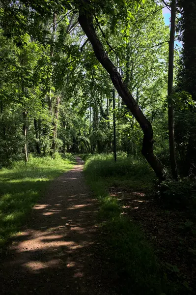 Çimenli olanla İtalyan kırsalındaki bir parktaki orijinal toprak arasındaki gölgeden ayrılın.