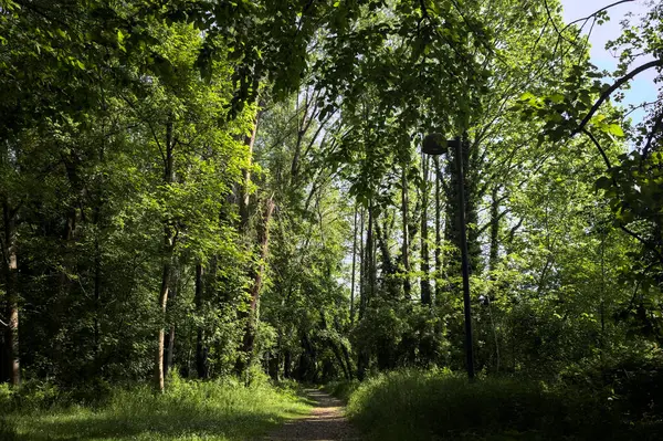 Çimenli olanla İtalyan kırsalındaki bir parktaki orijinal toprak arasındaki gölgeden ayrılın.