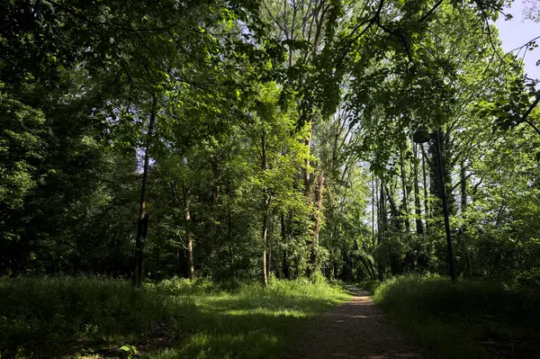 Çimenli olanla İtalyan kırsalındaki bir parktaki orijinal toprak arasındaki gölgeden ayrılın.