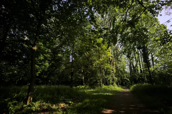 Çimenli olanla İtalyan kırsalındaki bir parktaki orijinal toprak arasındaki gölgeden ayrılın.