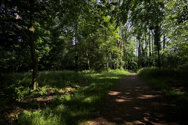 Çimenli olanla İtalyan kırsalındaki bir parktaki orijinal toprak arasındaki gölgeden ayrılın.