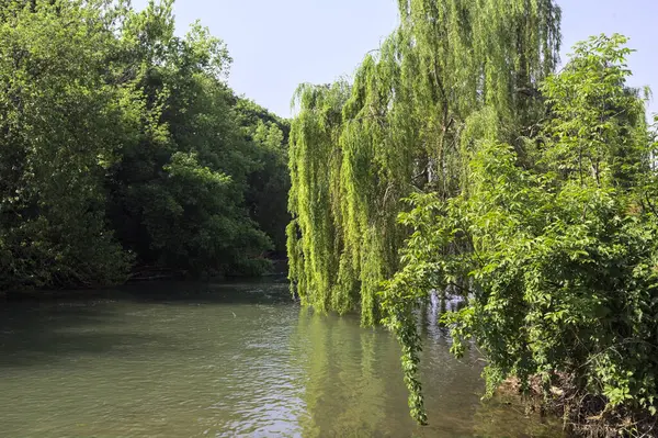 İtalya kırsalında güneşli bir günde, kıyılarında salkım söğüdü olan bir parkın içinden geçen nehir.