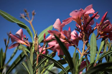 Pembe zakkum, açık bir gökyüzü eşliğinde çiçek açıyor.