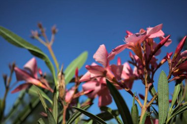 Pembe zakkum, açık bir gökyüzü eşliğinde çiçek açıyor.