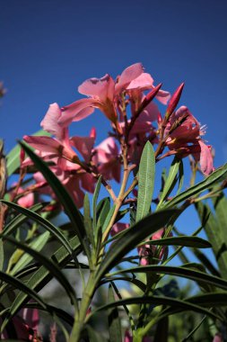 Pembe zakkum, açık bir gökyüzü eşliğinde çiçek açıyor.