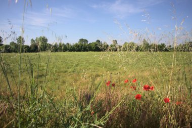 Uzakta ağaçlarla çevrili buğday tarlası güneşli bir günde İtalya kırsalında uzun otlar ve gelinciklerle çerçevelenmiş.