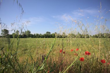 Uzakta ağaçlarla çevrili buğday tarlası güneşli bir günde İtalya kırsalında uzun otlar ve gelinciklerle çerçevelenmiş.