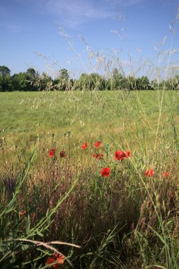 Uzakta ağaçlarla çevrili buğday tarlası güneşli bir günde İtalya kırsalında uzun otlar ve gelinciklerle çerçevelenmiş.