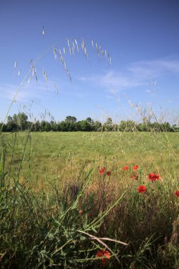 Uzakta ağaçlarla çevrili buğday tarlası güneşli bir günde İtalya kırsalında uzun otlar ve gelinciklerle çerçevelenmiş.