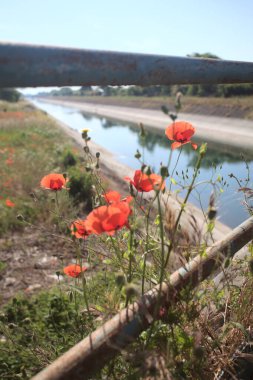 Güneşli bir günde, kırsal kesimde, paslı bir köprünün üzerinde büyüyen gelincikler.
