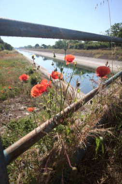 Güneşli bir günde, kırsal kesimde, paslı bir köprünün üzerinde büyüyen gelincikler.