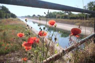 Güneşli bir günde, kırsal kesimde, paslı bir köprünün üzerinde büyüyen gelincikler.