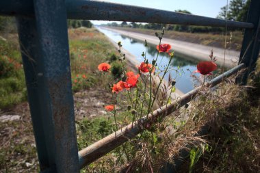 Güneşli bir günde, kırsal kesimde, paslı bir köprünün üzerinde büyüyen gelincikler.