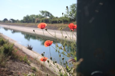 Güneşli bir günde, kırsal kesimde, paslı bir köprünün üzerinde büyüyen gelincikler.